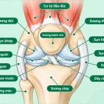 What Is Knee Replacement? Indications, Procedure & Recovery